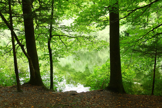 Fototapeta bosque