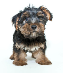 Yorkie Puppy
