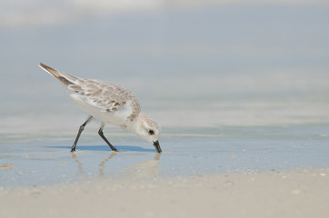 Sanderling with beak in sand