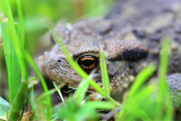 The little brown Toad