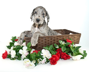 Great Dane Puppy