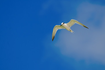 Sandwich Tern Flying