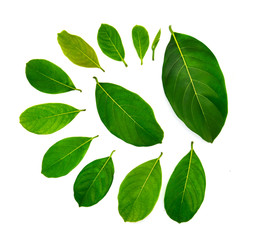 Fototapeta na wymiar Jackfruit leaves