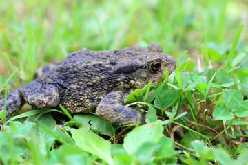 The brown Toad