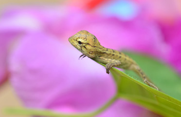 Fototapeta premium Lizard