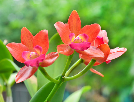 red orchid flowe