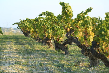 Vineyards