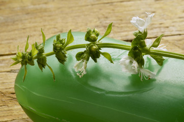 Ocimum basilicum Maustebasilika Basilikum Базилик душистый