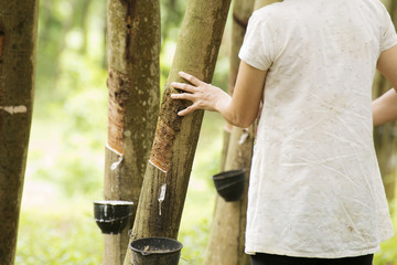 tapping latex from the rubber tree