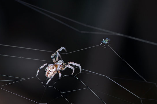 Spider and fly on dark background