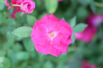 Purple flowers are blooming.