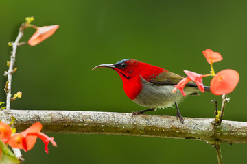 Crimson Sunbird (Aethopyga siparaja) with flower in nature