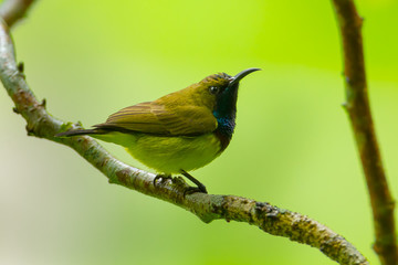 Young Olive-backed sunbird