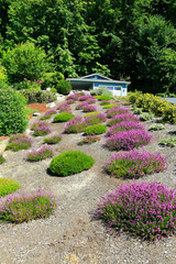 Beautiful landscape with lawn, bushes and blooming flowers