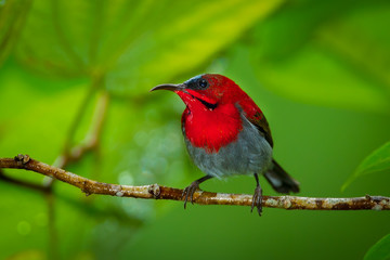 Close up of Crimson Sunbird  catch on branch