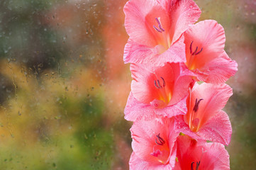 Beautiful pink gladiolus