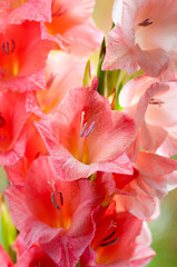 Fototapeta na wymiar Bouquet of beautiful pink gladiolus