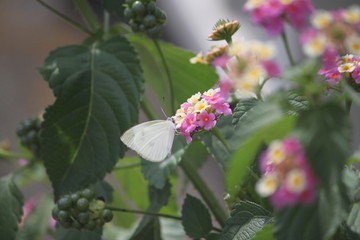 ランタナと蝶々