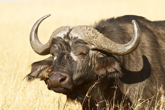 Cape Buffalo on the Masai Mara in Africa