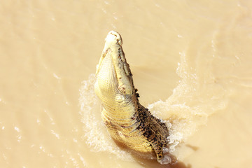 Crocodile jumping