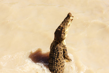 Crocodile jumping