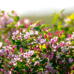 Flowering bush honeysuckle in the garden.