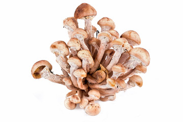 Honey fungus, or Armillaria or оpenky