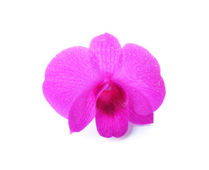 Fototapeta na wymiar Purple Orchid Flower isolated on white background