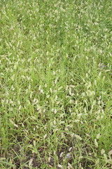 Obraz premium エノコログサ