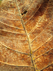 closeup view of an old autumn brown maple leaf with water drops