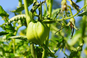 Unripe tomatoes on a branch