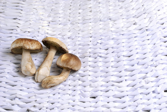 CEPS on the wattled white paper background