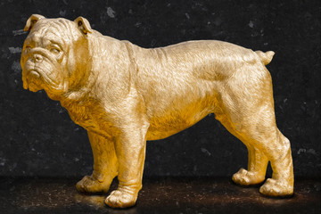 Golden bulldog granite background