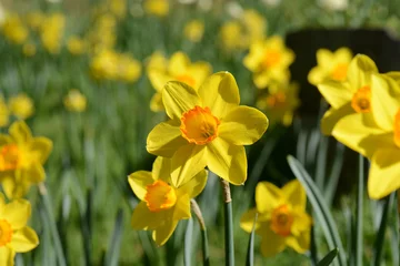 Tissu par mètre Narcisse Jonquille au printemps