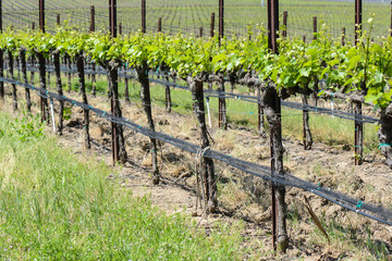 Fototapeta na wymiar Napa Valley California Vineyard in Spring