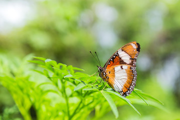 butterfly on green leaf in garden