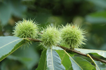 Three Horse Chestnut Fruits on a Conker Tree.