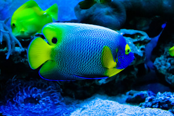 Fototapeta na wymiar tropical fish Pomacanthus