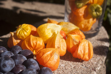 Physalis and plum