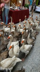 Rio de patos