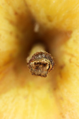 Close up of apple (macro)
