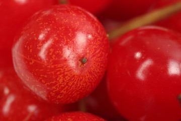 Close up of viburnum (macro)