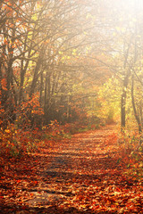 Sunrise in autumn forest