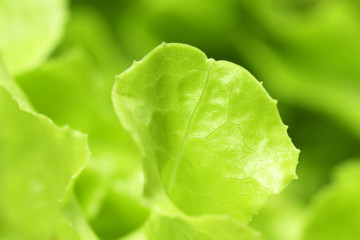 Close up of lettuce (macro)