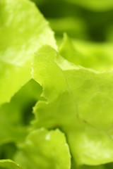 Close up of lettuce (macro)