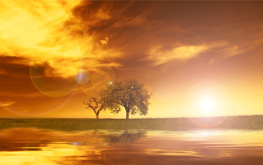 Obraz na płótnie Canvas Field, trees, sunset