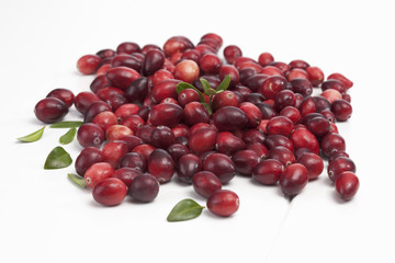 Moosbeeren auf weissem Untergrund