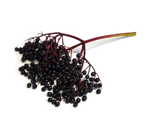 Schwarzer Holunder - Fliederbeeren