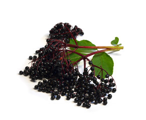 Schwarzer Holunder - Fliederbeeren