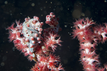 Bargibanti Pigmy Sea Horse the smallest in the world
